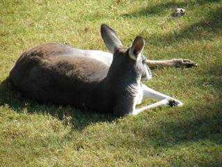 Filename=DSCF4477.JPG
Filesize=1879KiB
Dimensions=3264x2448
Date added=Sep 28, 2019 DSCF4477.JPG