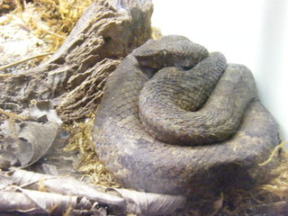 Filename=DSCF4479.JPG
Filesize=1796KiB
Dimensions=3264x2448
Date added=Sep 28, 2019 DSCF4479.JPG