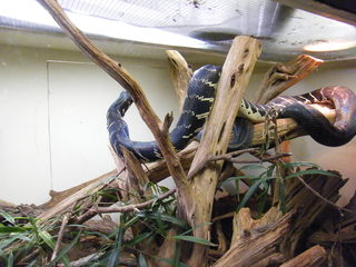 Filename=DSCF4481.JPG
Filesize=1727KiB
Dimensions=3264x2448
Date added=Sep 28, 2019 DSCF4481.JPG