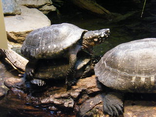 Filename=DSCF4492.JPG
Filesize=1778KiB
Dimensions=3264x2448
Date added=Sep 28, 2019 DSCF4492.JPG