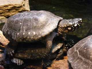 Filename=DSCF4493.JPG
Filesize=1826KiB
Dimensions=3264x2448
Date added=Sep 28, 2019 DSCF4493.JPG