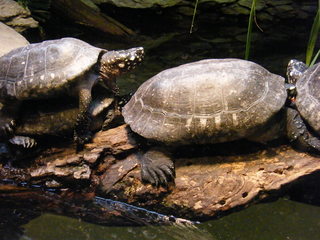 Filename=DSCF4494.JPG
Filesize=1722KiB
Dimensions=3264x2448
Date added=Sep 28, 2019 DSCF4494.JPG