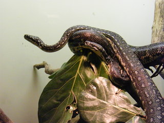 Filename=DSCF4497.JPG
Filesize=1851KiB
Dimensions=3264x2448
Date added=Sep 28, 2019 DSCF4497.JPG