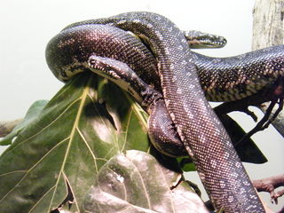 Filename=DSCF4499.JPG
Filesize=1778KiB
Dimensions=3264x2448
Date added=Sep 28, 2019 DSCF4499.JPG