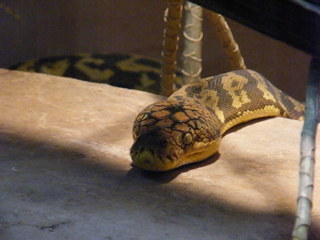 Filename=DSCF4501.JPG
Filesize=1892KiB
Dimensions=3264x2448
Date added=Sep 28, 2019 DSCF4501.JPG