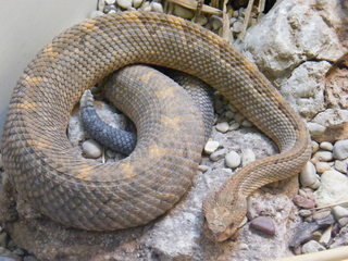 Filename=DSCF4503.JPG
Filesize=1864KiB
Dimensions=3264x2448
Date added=Sep 28, 2019 DSCF4503.JPG