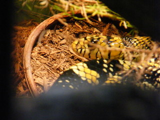 Filename=DSCF4504.JPG
Filesize=1846KiB
Dimensions=3264x2448
Date added=Sep 28, 2019 DSCF4504.JPG