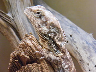 Filename=DSCF4509.JPG
Filesize=1875KiB
Dimensions=3264x2448
Date added=Sep 28, 2019 DSCF4509.JPG