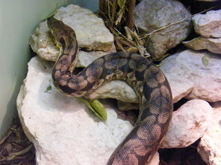 Filename=DSCF4516.JPG
Filesize=1857KiB
Dimensions=3264x2448
Date added=Sep 28, 2019 DSCF4516.JPG