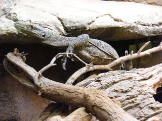 Filename=DSCF4517.JPG
Filesize=1760KiB
Dimensions=3264x2448
Date added=Sep 28, 2019 DSCF4517.JPG