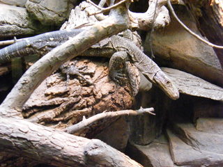 Filename=DSCF4521.JPG
Filesize=1808KiB
Dimensions=3264x2448
Date added=Sep 28, 2019 DSCF4521.JPG