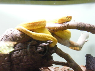 Filename=DSCF4524.JPG
Filesize=1647KiB
Dimensions=3264x2448
Date added=Sep 28, 2019 DSCF4524.JPG