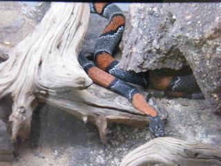 Filename=DSCF4525.JPG
Filesize=1774KiB
Dimensions=3264x2448
Date added=Sep 28, 2019 DSCF4525.JPG