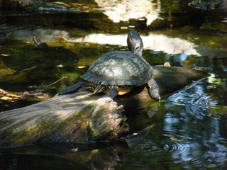 Filename=DSCF4532.JPG
Filesize=1856KiB
Dimensions=3264x2448
Date added=Sep 28, 2019 DSCF4532.JPG