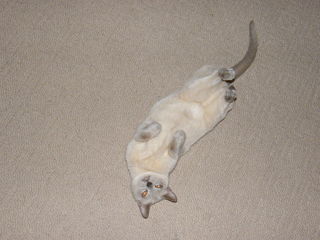 Filename=DSCF4534.JPG
Filesize=1915KiB
Dimensions=3264x2448
Date added=Sep 28, 2019 DSCF4534.JPG