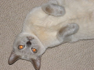 Filename=DSCF4535.JPG
Filesize=1867KiB
Dimensions=3264x2448
Date added=Sep 28, 2019 DSCF4535.JPG