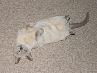 Filename=DSCF4536.JPG
Filesize=1927KiB
Dimensions=3264x2448
Date added=Sep 28, 2019 DSCF4536.JPG