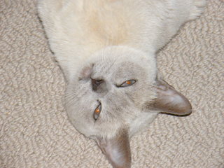 Filename=DSCF4537.JPG
Filesize=1965KiB
Dimensions=3264x2448
Date added=Sep 28, 2019 DSCF4537.JPG