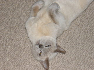 Filename=DSCF4538.JPG
Filesize=1929KiB
Dimensions=3264x2448
Date added=Sep 28, 2019 DSCF4538.JPG