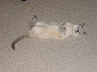 Filename=DSCF4539.JPG
Filesize=1956KiB
Dimensions=3264x2448
Date added=Sep 28, 2019 DSCF4539.JPG