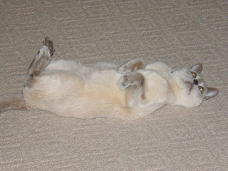 Filename=DSCF4540.JPG
Filesize=1893KiB
Dimensions=3264x2448
Date added=Sep 28, 2019 DSCF4540.JPG