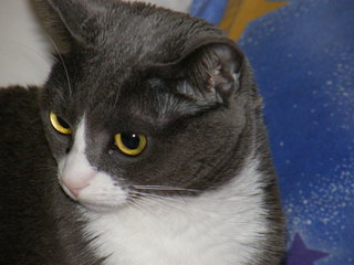 Filename=DSCF4543.JPG
Filesize=1892KiB
Dimensions=3264x2448
Date added=Sep 28, 2019 DSCF4543.JPG