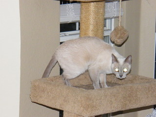 Filename=DSCF4545.JPG
Filesize=1805KiB
Dimensions=3264x2448
Date added=Sep 28, 2019 DSCF4545.JPG