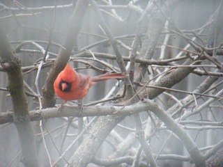 Filename=DSCF4546.JPG
Filesize=1775KiB
Dimensions=3264x2448
Date added=Sep 28, 2019 DSCF4546.JPG