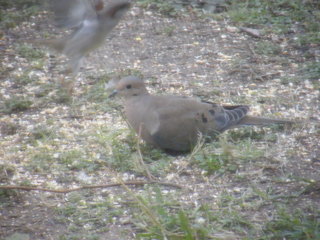 Filename=DSCF4548.JPG
Filesize=1839KiB
Dimensions=3264x2448
Date added=Sep 28, 2019 DSCF4548.JPG