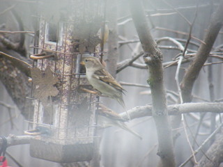 Filename=DSCF4549.JPG
Filesize=1929KiB
Dimensions=3264x2448
Date added=Sep 28, 2019 DSCF4549.JPG