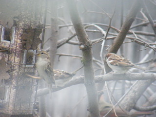 Filename=DSCF4551.JPG
Filesize=1920KiB
Dimensions=3264x2448
Date added=Sep 28, 2019 DSCF4551.JPG