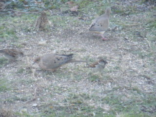 Filename=DSCF4563.JPG
Filesize=1789KiB
Dimensions=3264x2448
Date added=Sep 28, 2019 DSCF4563.JPG