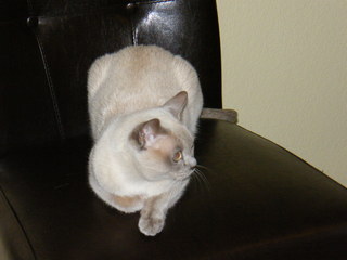 Filename=DSCF4647.JPG
Filesize=1850KiB
Dimensions=3264x2448
Date added=Sep 28, 2019 DSCF4647.JPG