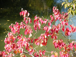 Filename=DSCF6195.JPG
Filesize=3181KiB
Dimensions=3264x2448
Date added=Sep 28, 2019 DSCF6195.JPG