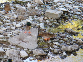 Filename=DSCF6201.JPG
Filesize=3167KiB
Dimensions=3264x2448
Date added=Sep 28, 2019 DSCF6201.JPG