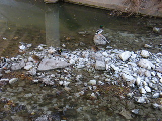 Filename=DSCF6203.JPG
Filesize=2957KiB
Dimensions=3264x2448
Date added=Sep 28, 2019 DSCF6203.JPG