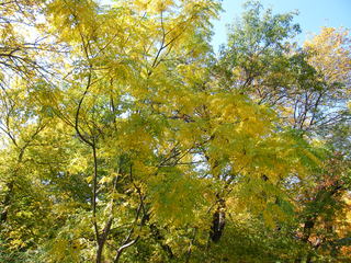 Filename=DSCF6205.JPG
Filesize=3514KiB
Dimensions=3264x2448
Date added=Sep 28, 2019 DSCF6205.JPG