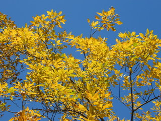 Filename=DSCF6211.JPG
Filesize=3000KiB
Dimensions=3264x2448
Date added=Sep 28, 2019 DSCF6211.JPG