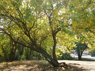 Filename=DSCF6215.JPG
Filesize=3327KiB
Dimensions=3264x2448
Date added=Sep 28, 2019 DSCF6215.JPG