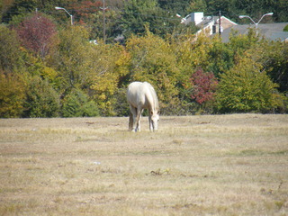 Filename=DSCF6216.JPG
Filesize=3084KiB
Dimensions=3264x2448
Date added=Sep 28, 2019 DSCF6216.JPG