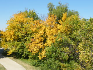 Filename=DSCF6222.JPG
Filesize=3217KiB
Dimensions=3264x2448
Date added=Sep 28, 2019 DSCF6222.JPG