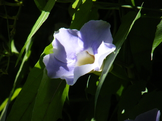 Filename=DSCF6224.JPG
Filesize=3722KiB
Dimensions=3264x2448
Date added=Sep 28, 2019 DSCF6224.JPG