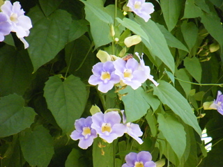 Filename=DSCF6225.JPG
Filesize=3489KiB
Dimensions=3264x2448
Date added=Sep 28, 2019 DSCF6225.JPG