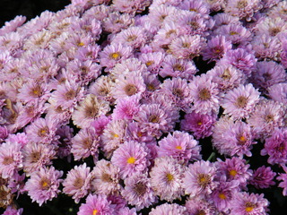 Filename=DSCF6235.JPG
Filesize=3345KiB
Dimensions=3264x2448
Date added=Sep 28, 2019 DSCF6235.JPG