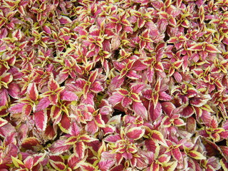 Filename=DSCF6236.JPG
Filesize=3101KiB
Dimensions=3264x2448
Date added=Sep 28, 2019 DSCF6236.JPG