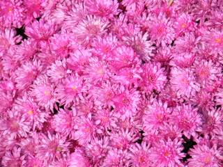 Filename=DSCF6237.JPG
Filesize=3082KiB
Dimensions=3264x2448
Date added=Sep 28, 2019 DSCF6237.JPG