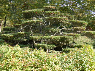 Filename=DSCF6239.JPG
Filesize=3303KiB
Dimensions=3264x2448
Date added=Sep 28, 2019 DSCF6239.JPG