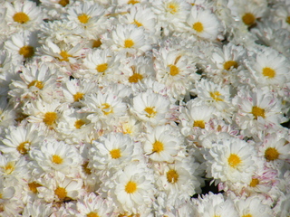 Filename=DSCF6242.JPG
Filesize=3392KiB
Dimensions=3264x2448
Date added=Sep 28, 2019 DSCF6242.JPG