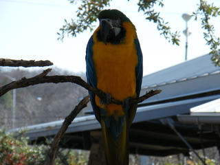 Filename=DSCF6427.JPG
Filesize=3087KiB
Dimensions=3264x2448
Date added=Sep 28, 2019 DSCF6427.JPG