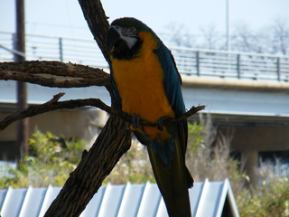 Filename=DSCF6430.JPG
Filesize=3437KiB
Dimensions=3264x2448
Date added=Sep 28, 2019 DSCF6430.JPG